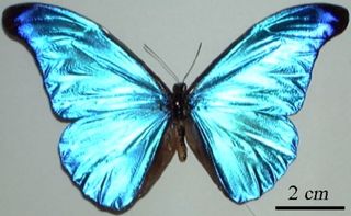 The full grown morpho rhetenor butterfly, a native to South America.