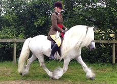 A grey Fell pony