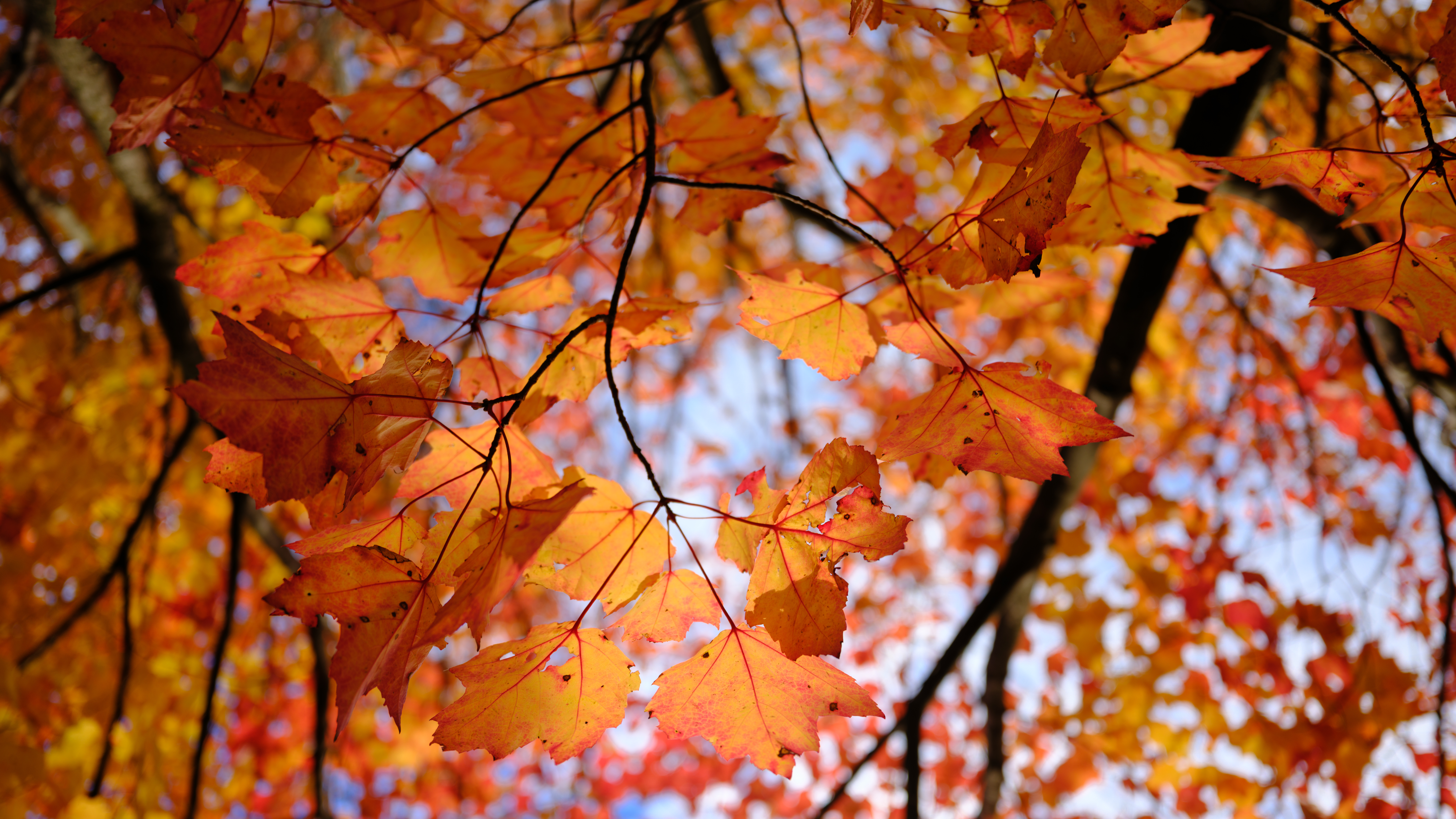 A photograph of fall colors taken with the Fujifilm GFX100RF
