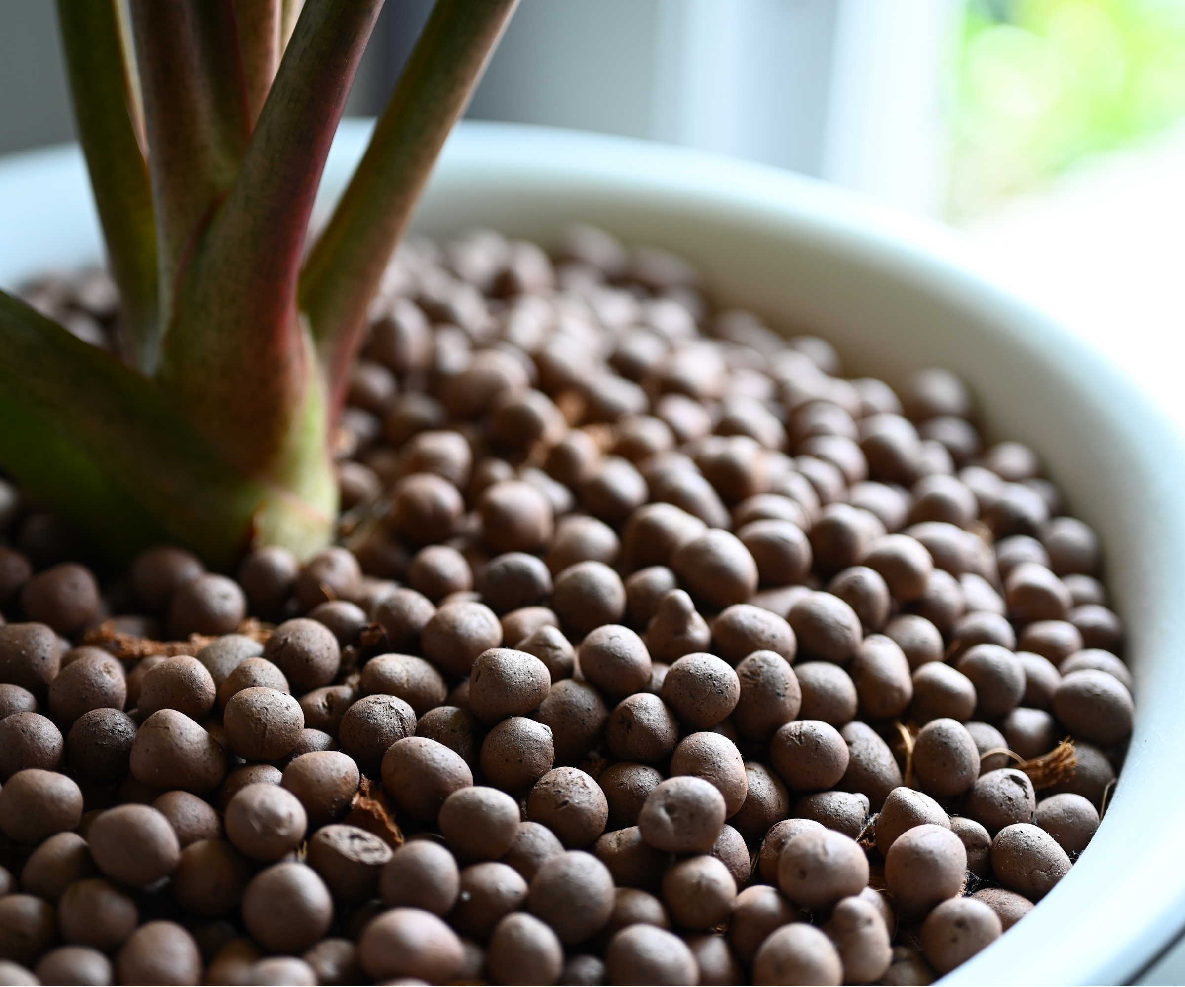 LECA balls in a houseplant pot