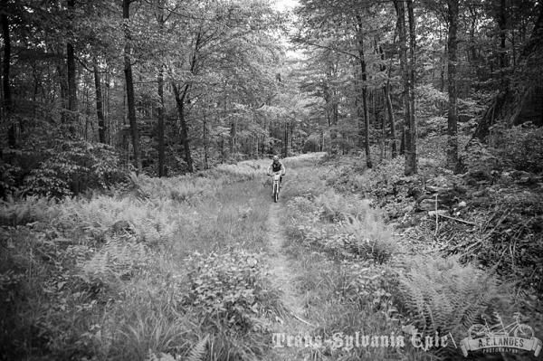 The Pennsylvania woods