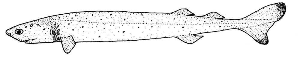 cookie-cutter shark, shark attack