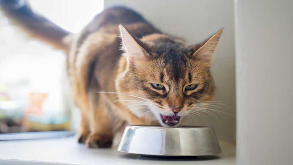 How long can cats go without food? PetsRadar