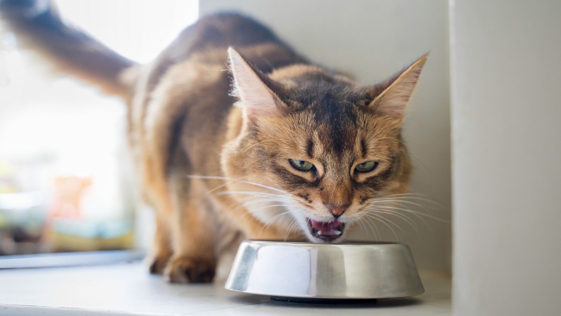How long can cats go without food? PetsRadar