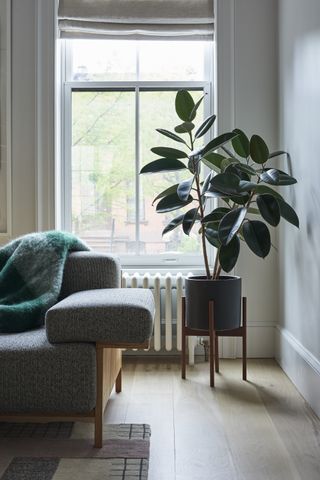 A living room with a tall plant in the corner
