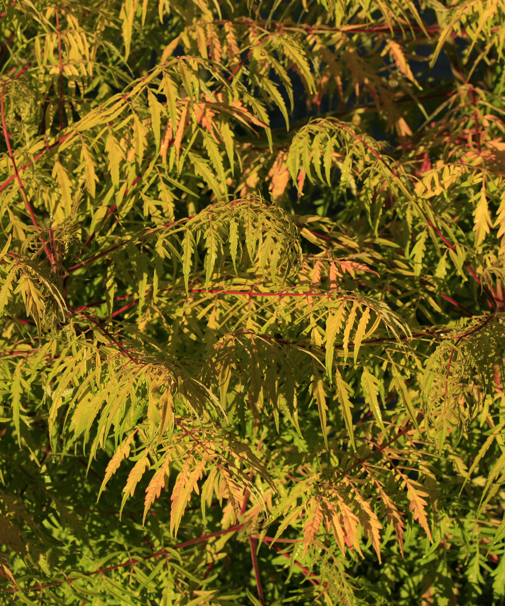 Macro 100 mm of Rare Tiger Eyes Sumac in August. Leaves starting to change Color. Grows to 6ft. X 6ft. Evening Light with water droplets.