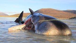 A dead sperm whale lies on a beach.