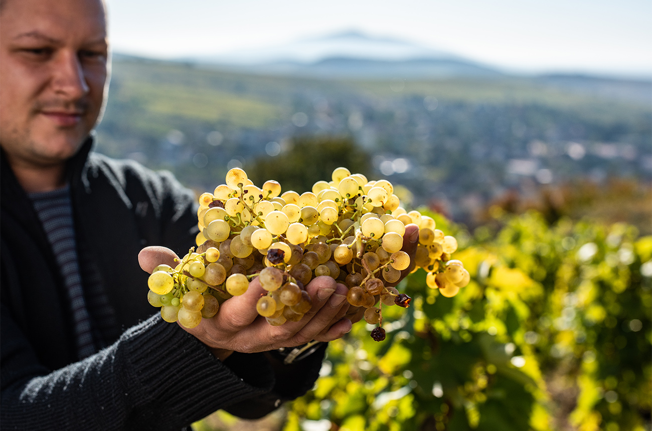 Furmint-harvest-is-Tokaj.jpg