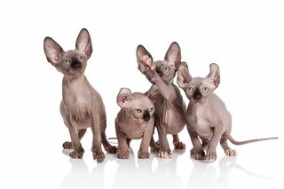 Sphynx cats appear hairless, but most are covered with a fine, downy coat that lends their skin a chamois-like texture.