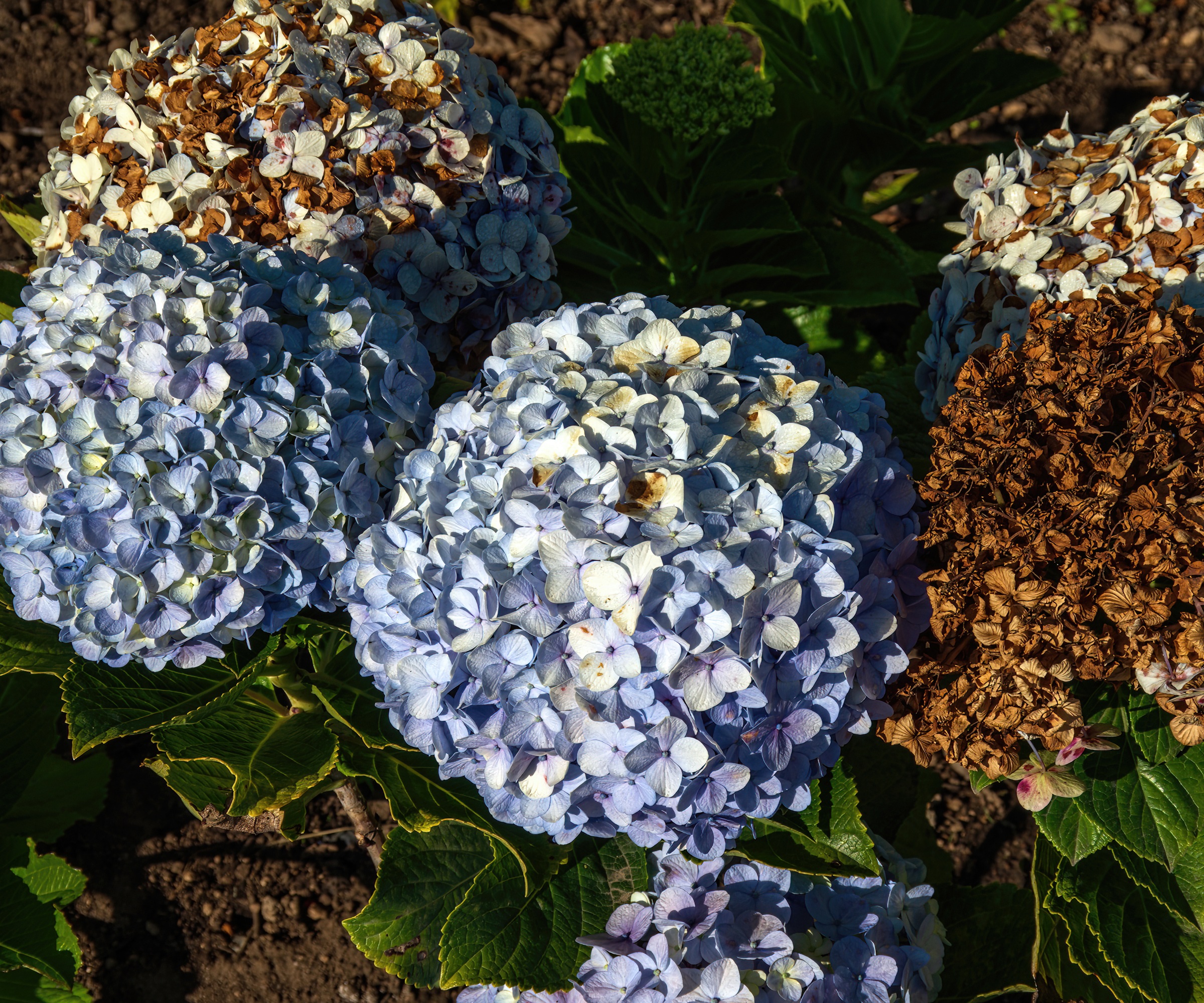 Sunburnt hydrangea flowers