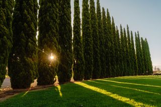 Thuja trees growing on field against sky - stock photo