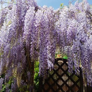 Wisteria hanging over a garden gate
