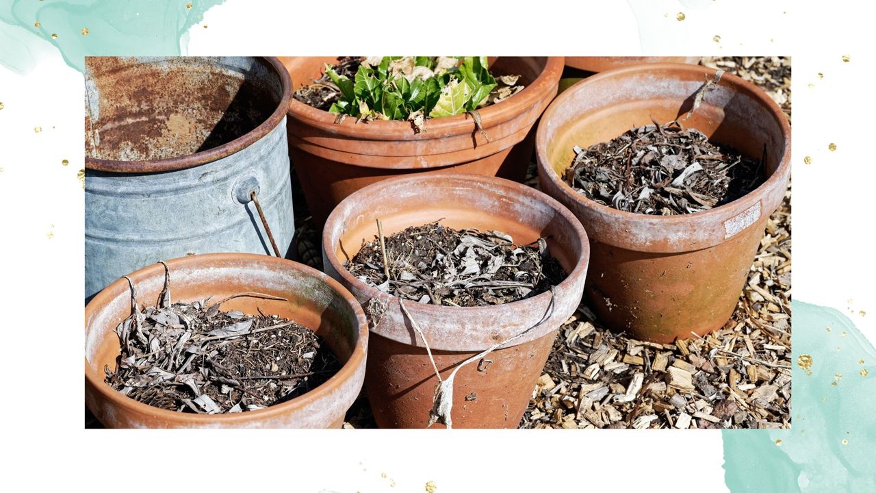 picture of old flower pots with leftover compost to question can you reuse compost?