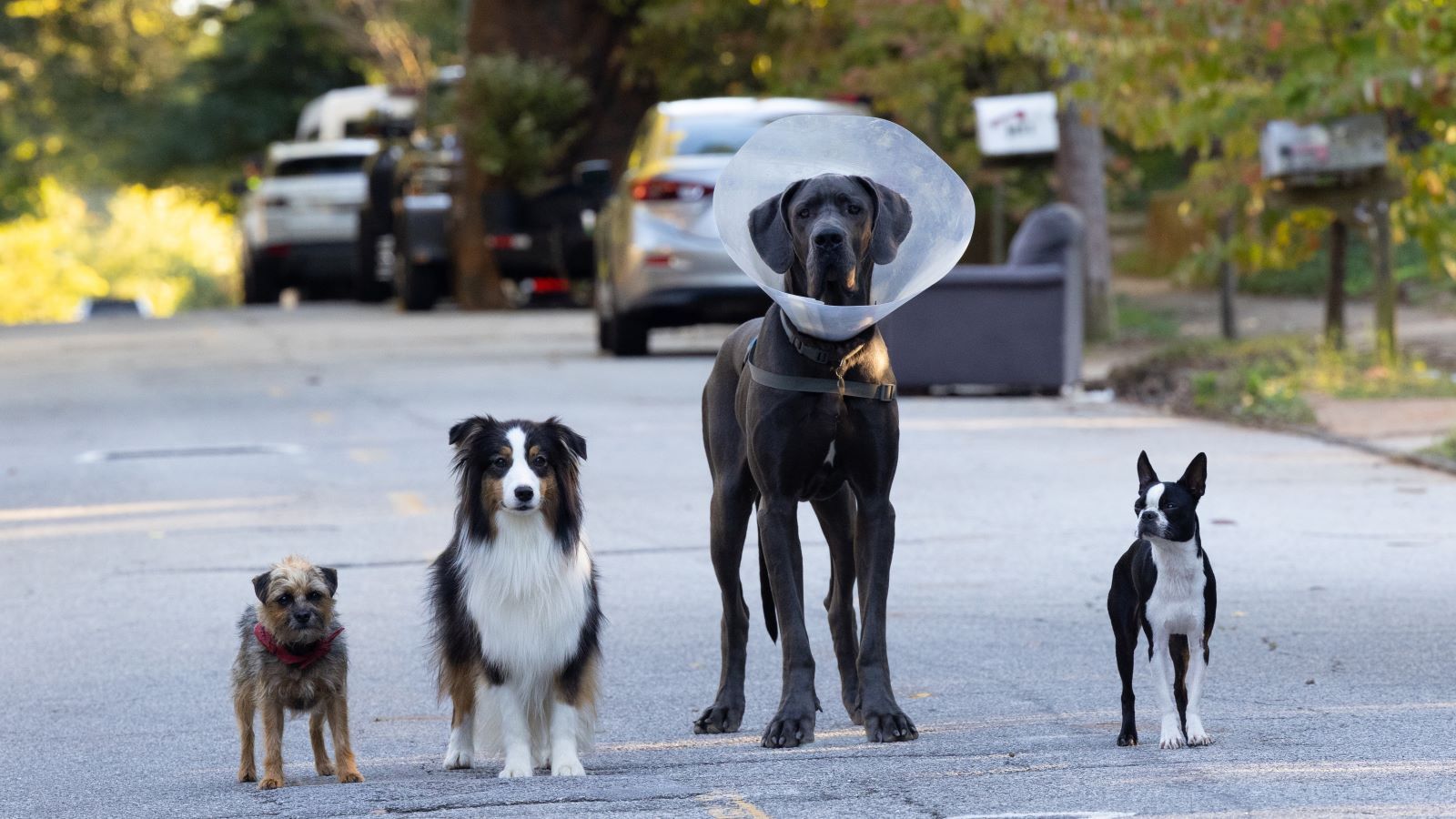 Strays review Will Ferrell dog comedy only has one trick What to Watch