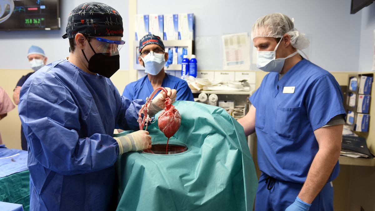 The transplant heart was surgically removed from the donor pig before the surgery on the human patient; pig organs are considered suitable for transplant to humans because they are about the same size and shape.