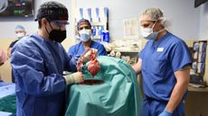 The transplant heart was surgically removed from the donor pig before the surgery on the human patient; pig organs are considered suitable for transplant to humans because they are about the same size and shape.
