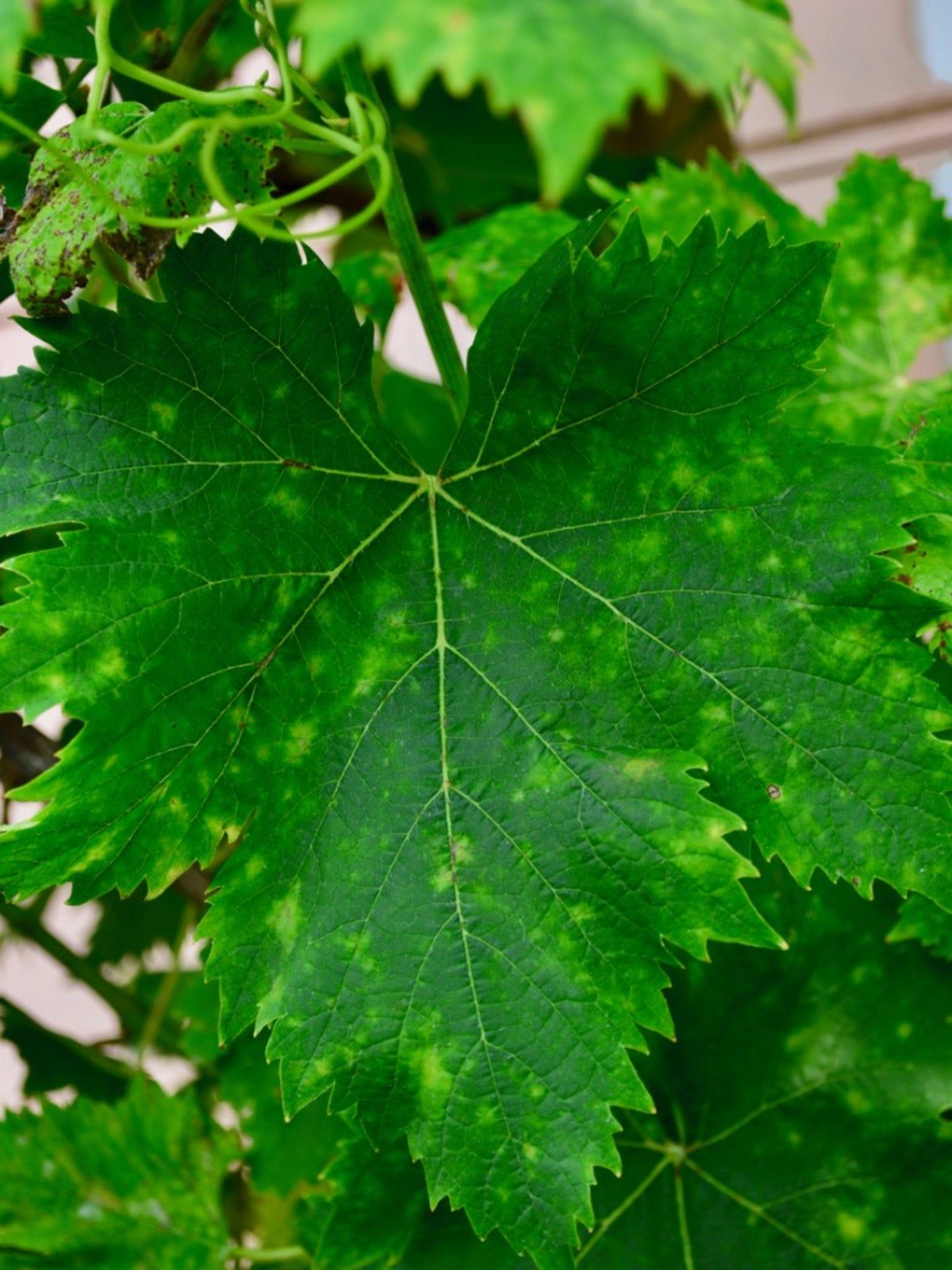 Mosaic Disease On Tobacco Plant Leaves