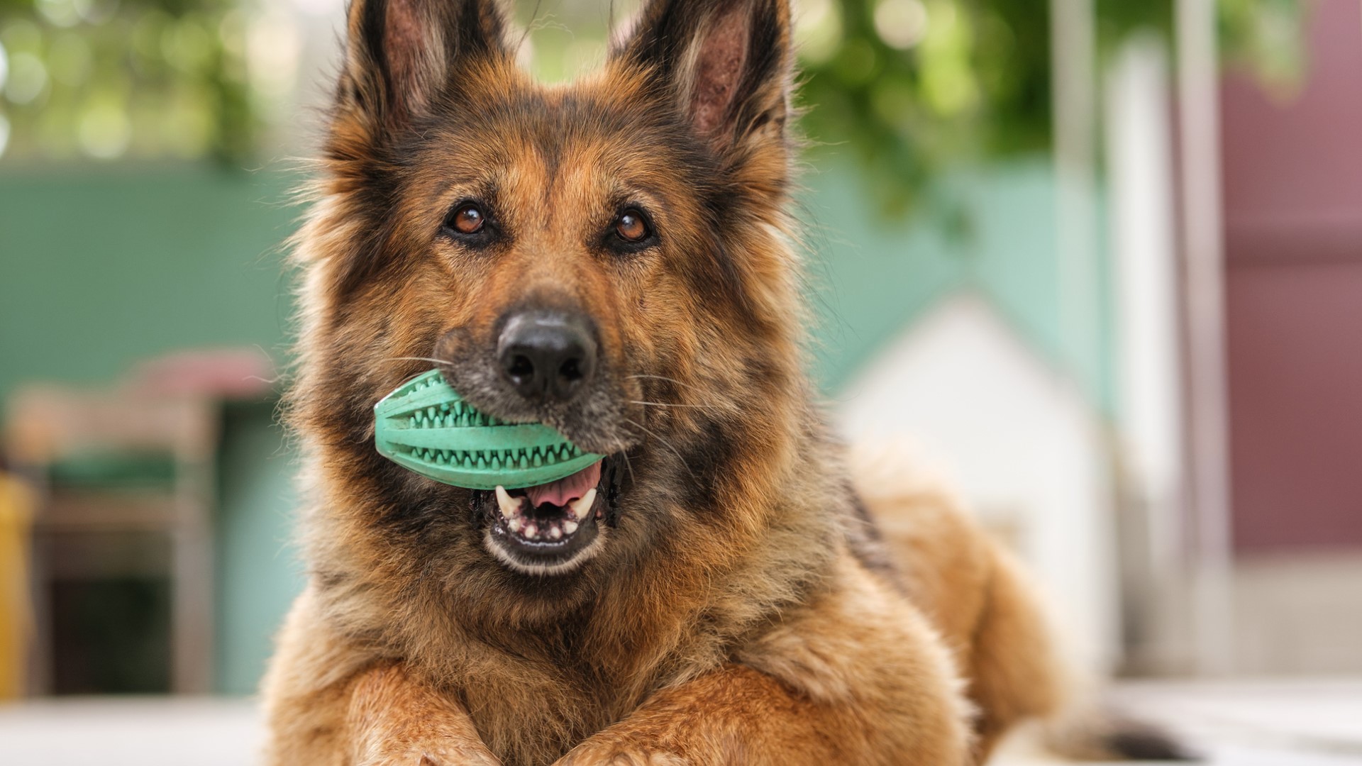 a senior German shepherd mix holds a green chew toy in their mouth