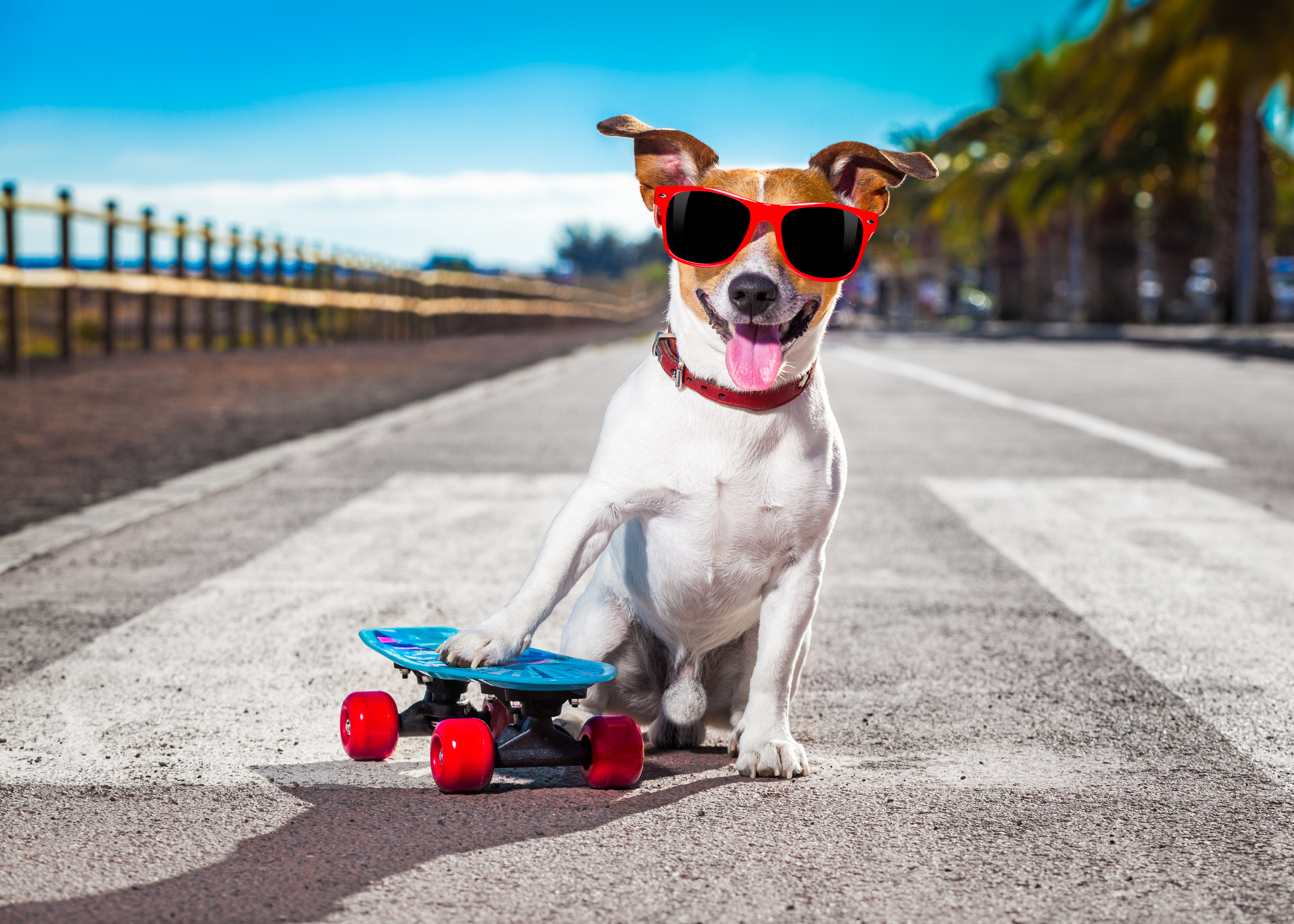 It&#039;s not so much a case of don&#039;t run before you can walk as don&#039;t skateboard before you can get your dog to sit...