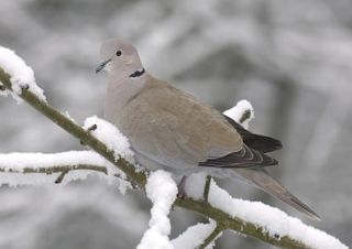 Collared dove