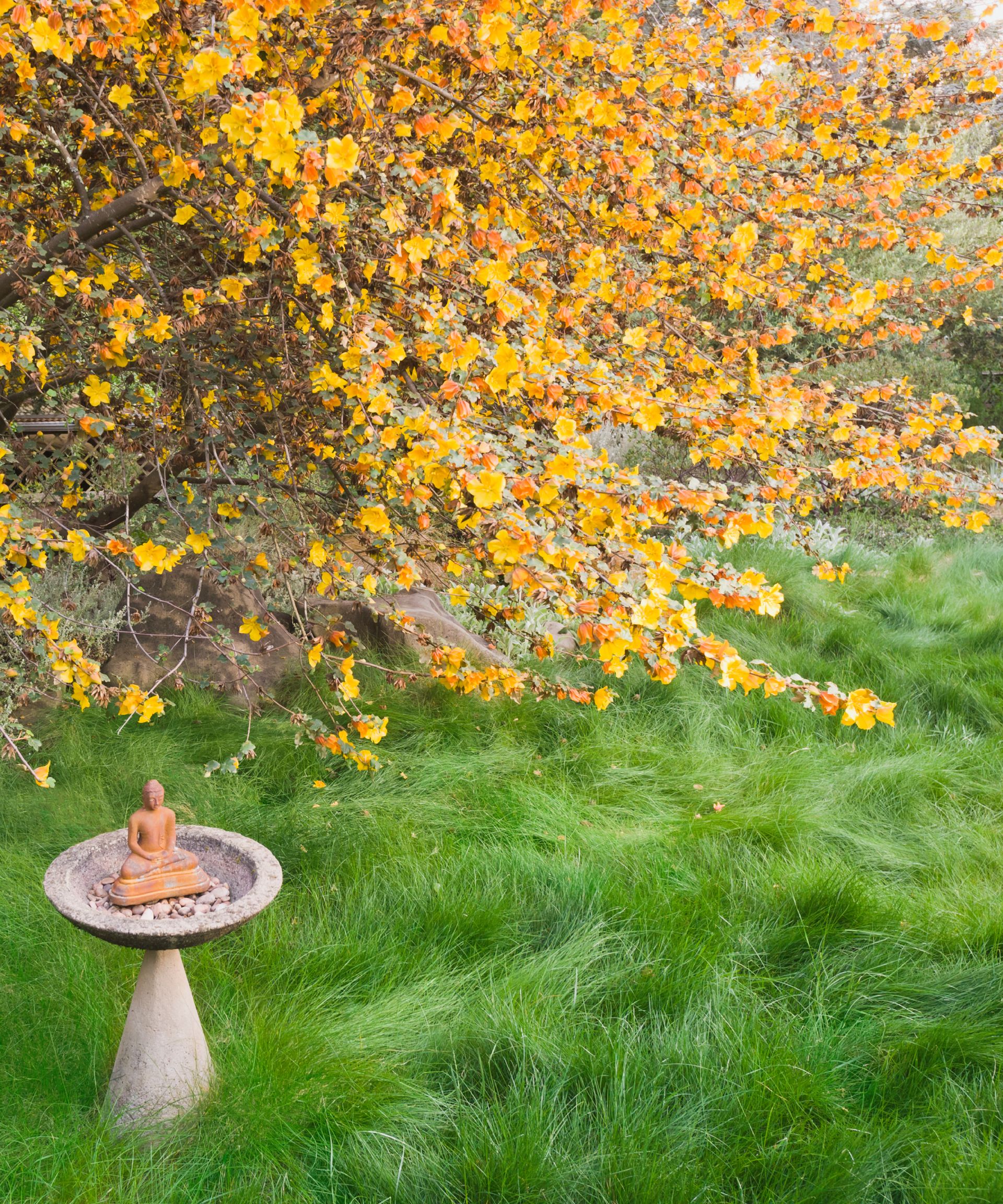 Fine fescue no-mow lawn with a Buddha statue and shrub in autumn