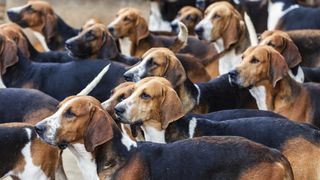 Foxhounds