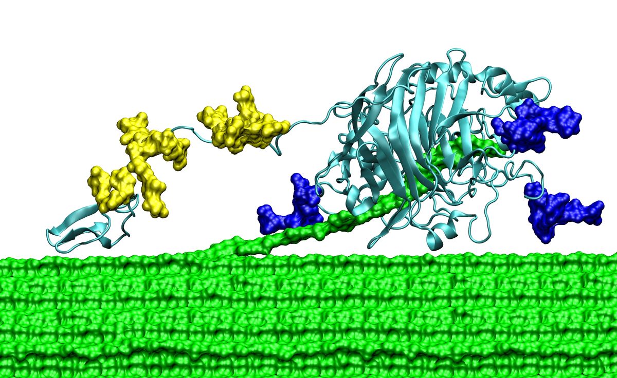 national science foundation, nsf, behind the scenes, bts, renewable energy, biofuel production, energy from cellulose, enzyme degradation of cellulose, 