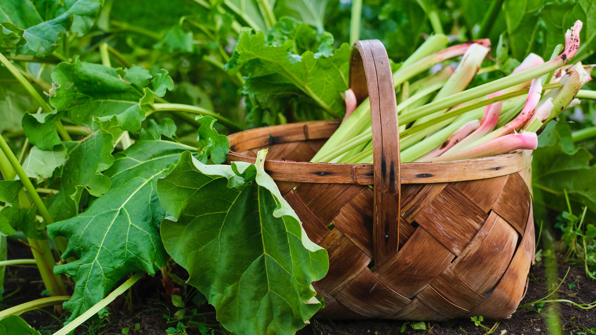freshly harvested rhubarb gathered in woven basket