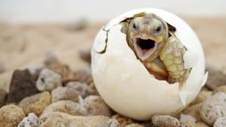 Turtle hatching from egg