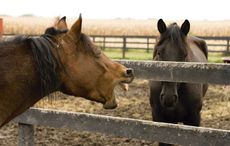 horse-coughing.jpg