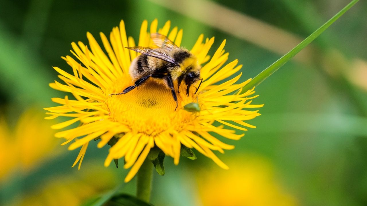 A bee on a flower