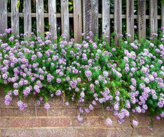 Fiori viola della Verbena ricadente che si riversano da un muretto di mattoni.