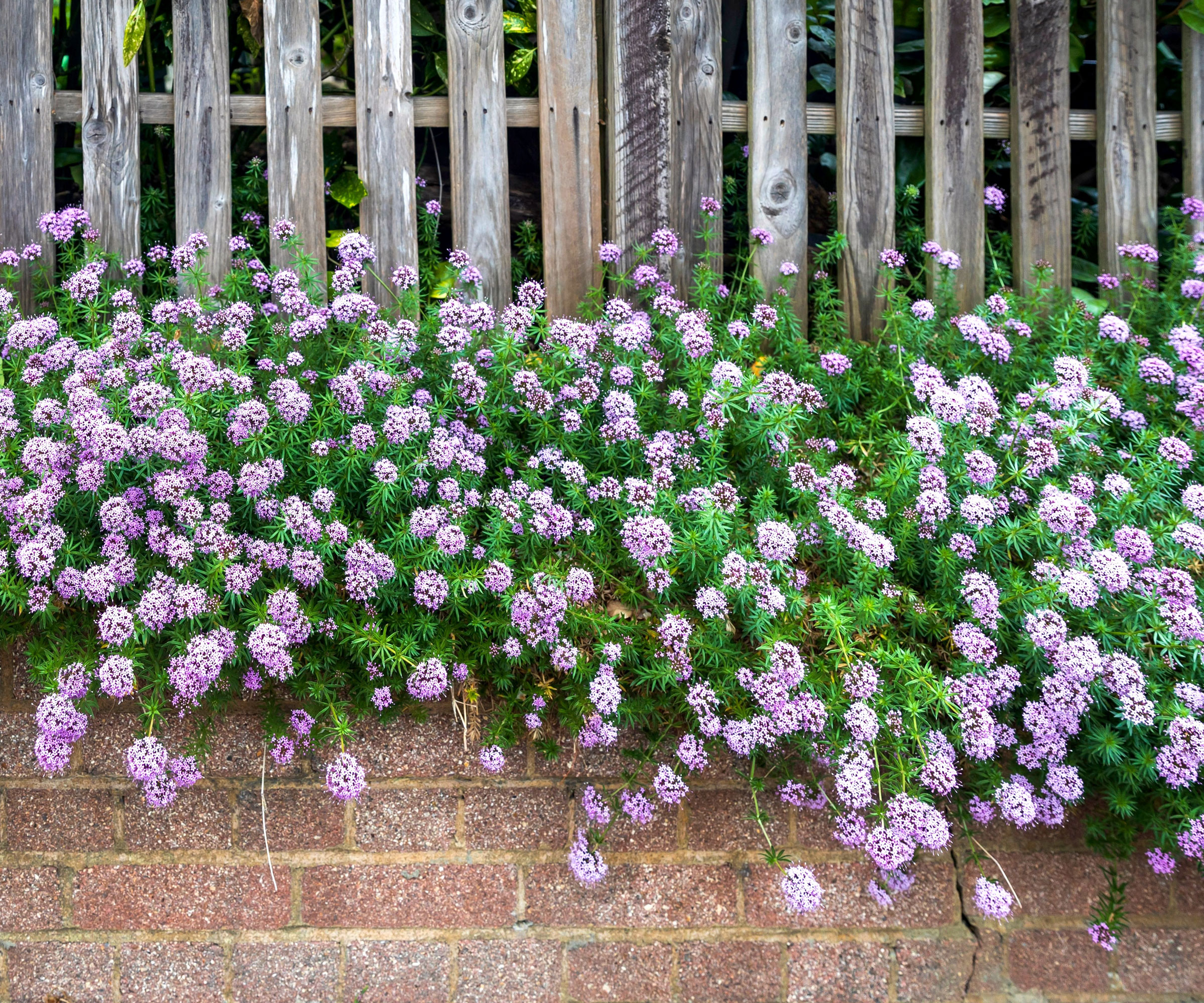 trailing verbena with purple flowers spilling over brick wall