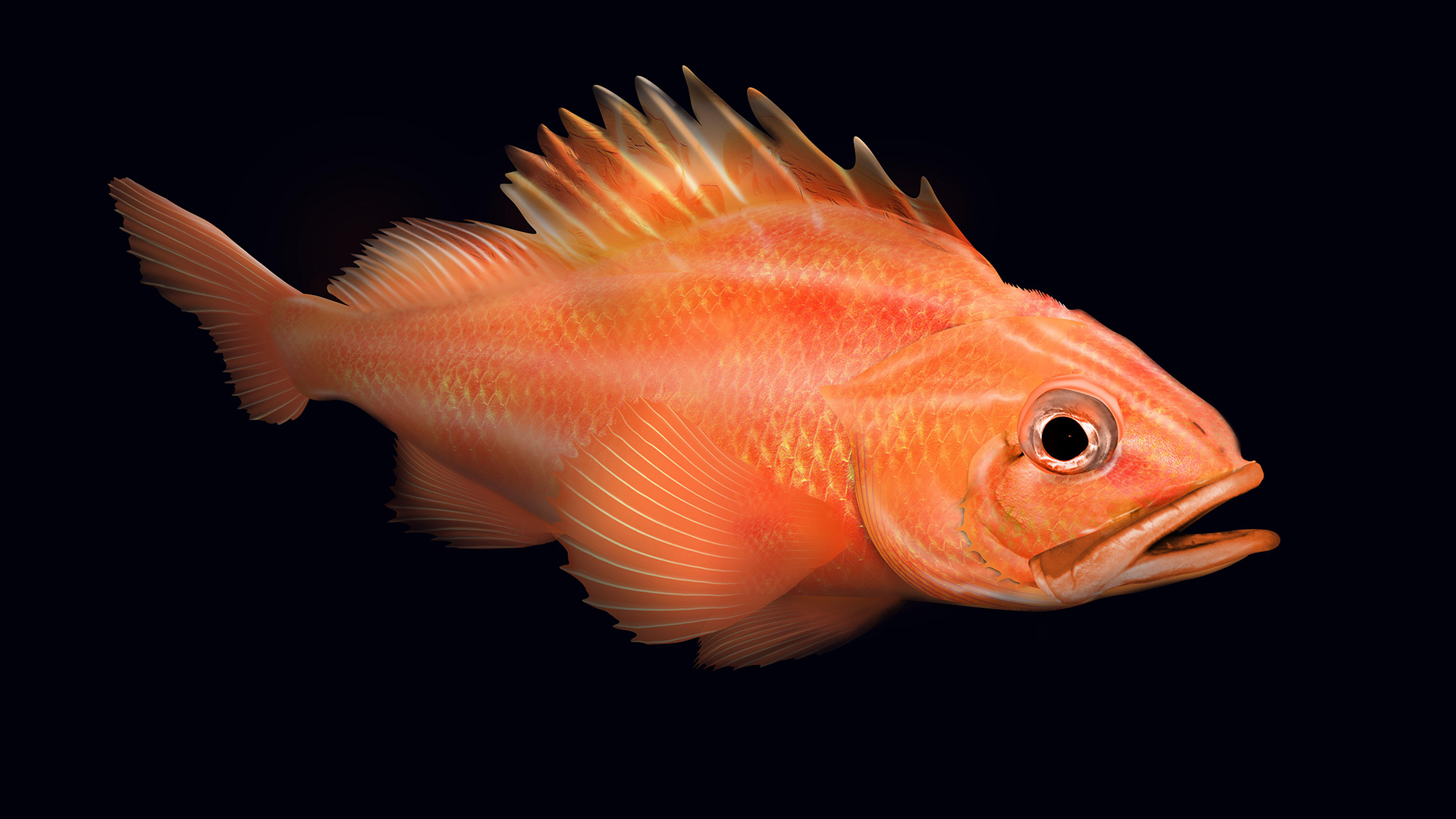 A rougheye rockfish (Sebastes aleutianus), also known as the blackthroat rockfish or the blacktip rockfish.
