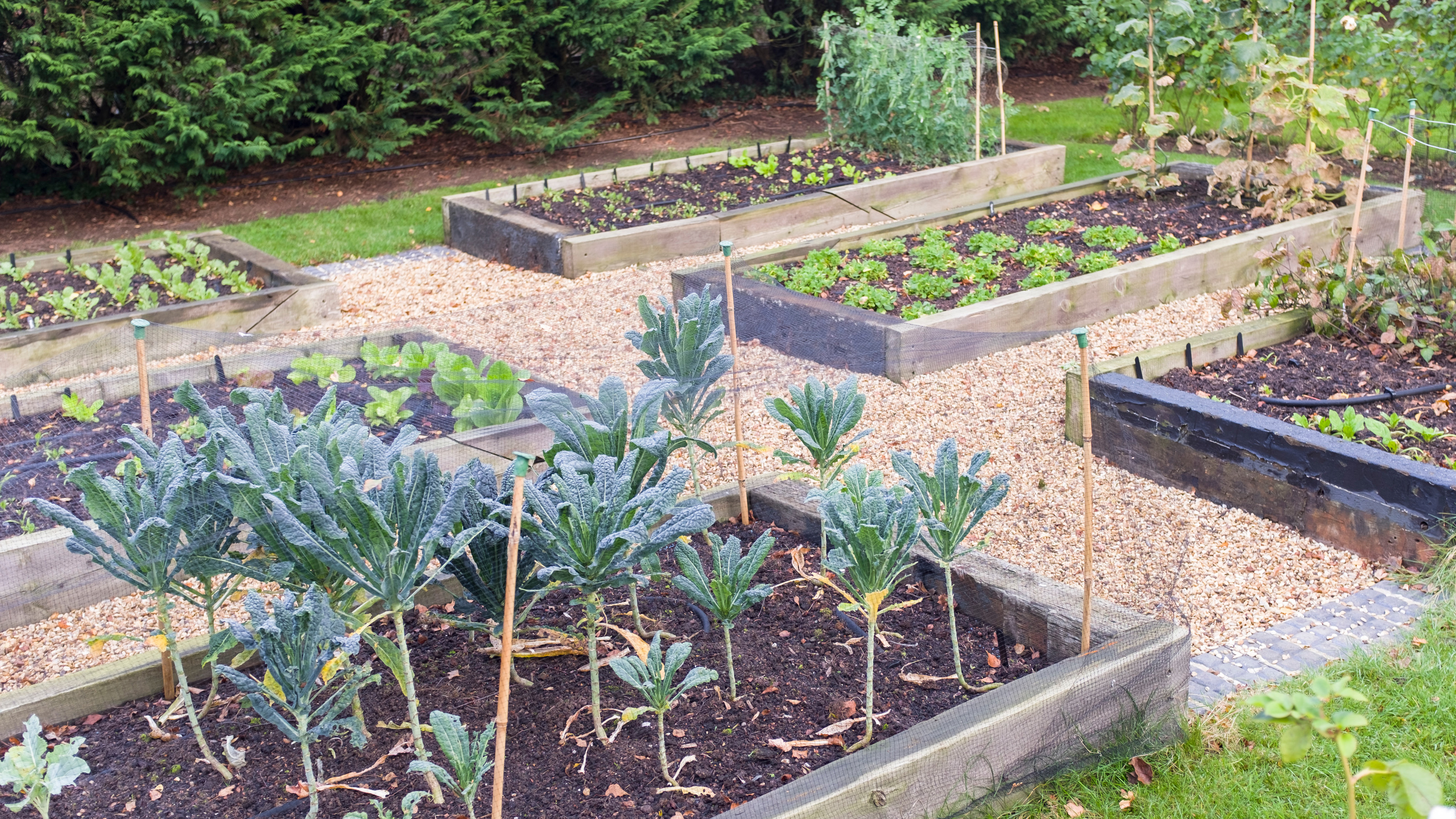 vegetable garden in winter by Paul Maguire - GettyImages-1213839516