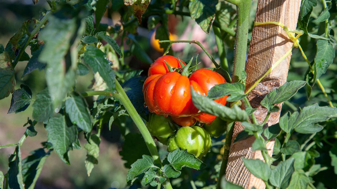 beefsteak tomato growing on vine