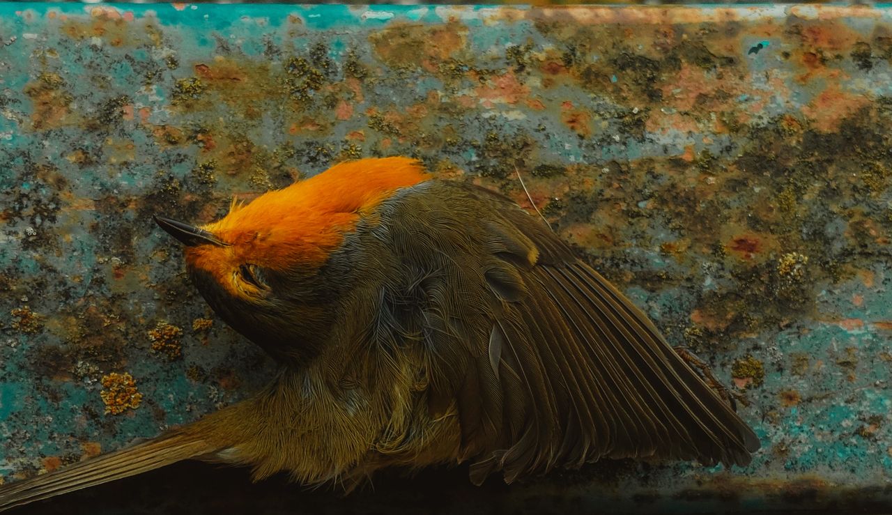 Image of dead bird from Here I Am exhibition