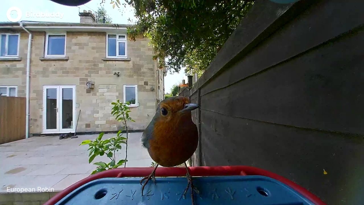 Bird Buddy 2 sample shots