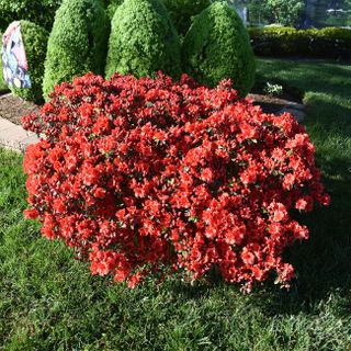 Autumn Bonfire® Encore® Azalea Shrub