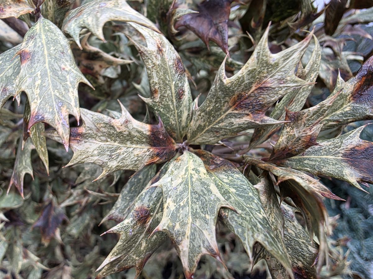 Samsung Galaxy S25 Ultra macro sample.