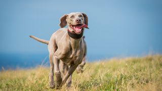 Weimaraner running in field