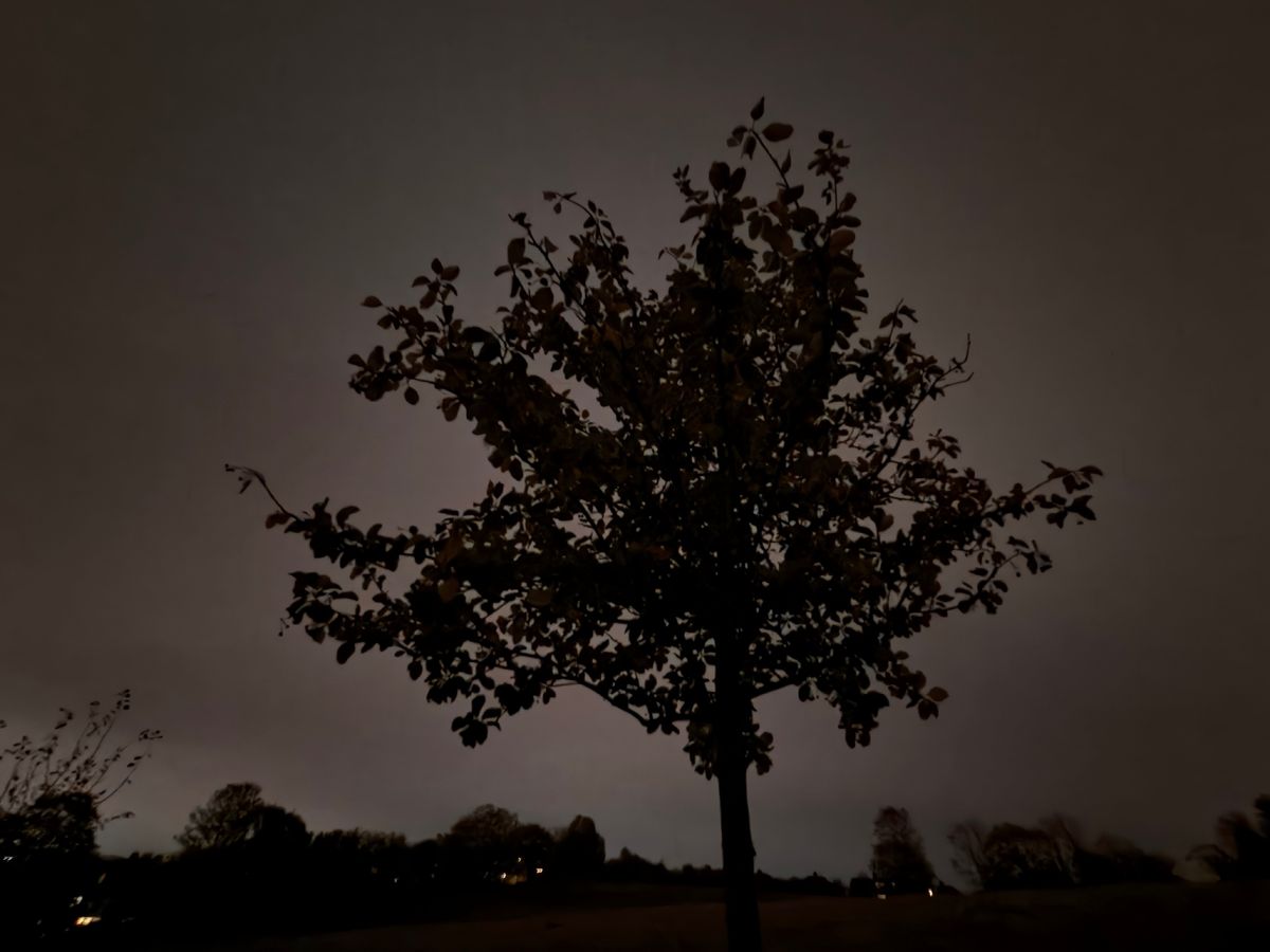 A silhouetted tree at night