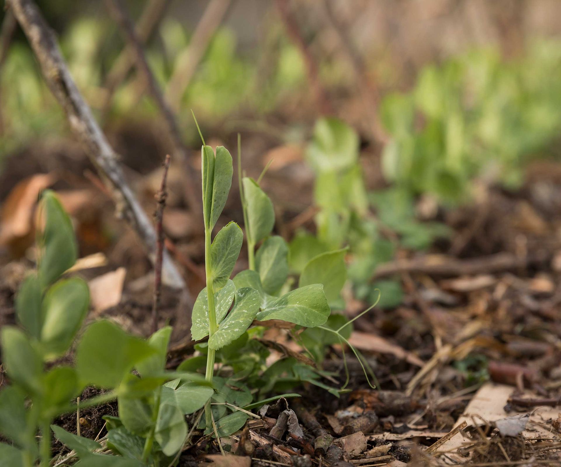 Back To Eden Gardening Method How To Try It At Home Homes And Gardens