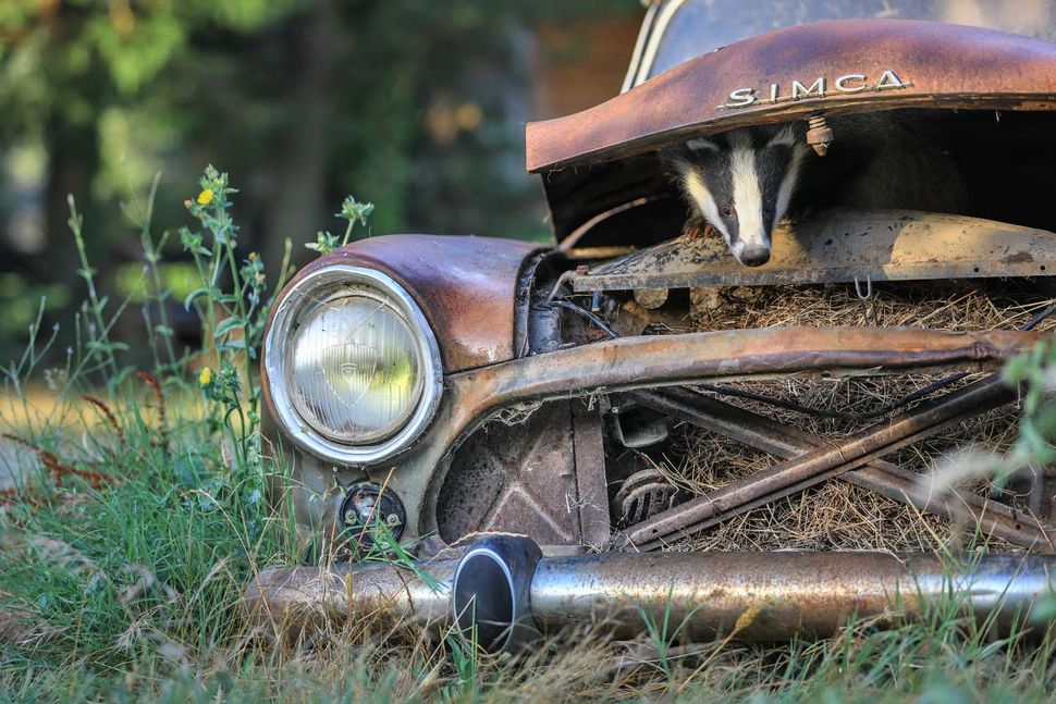  "Chơi đùa trong con xe cũ" (Playing in a vintage car) được chụp bởi tác giả Nicolas de Vaulx, giành chiến thắng tại hạng mục Con người và thiên nhiên Nhiếp ảnh gia của năm về Đời sống hoang dã