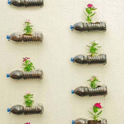 Plastic water bottles lay on sides with top side cut open for dirt and flower to grow