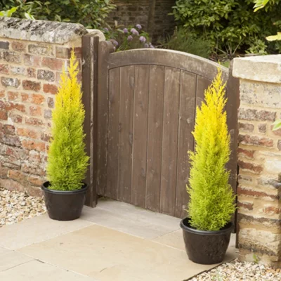 You Garden - Cupressus Conifer Macrocarpa Goldcrest Tree in a 10.5cm Pot 28-30cm Tall - Supplied as 1 X Established Cypress Tree