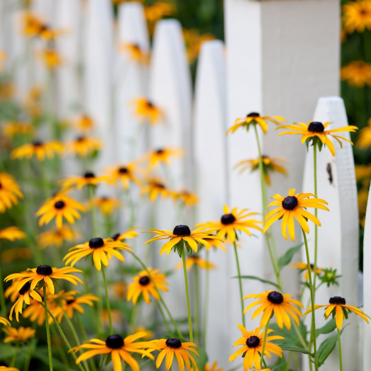 Quand couper le rudbeckia 