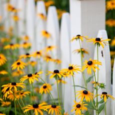 Yellow rudbeckia flowers next to a white picket fence