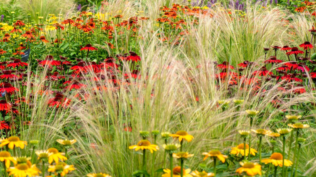 Echinacea &#039;Salsa Red&#039; and ornamental grasses in autumn garden