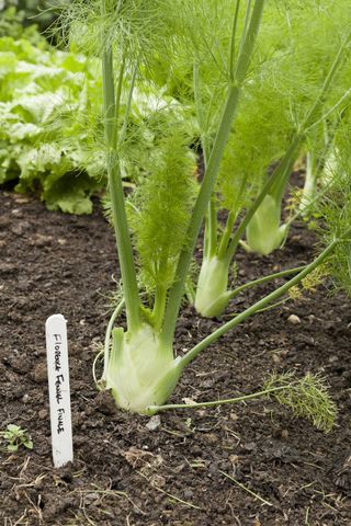bulbs of florence fennel growing in veg bed